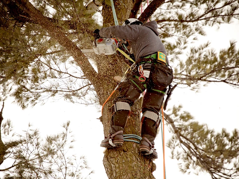 pracownik przypięty do drzewa